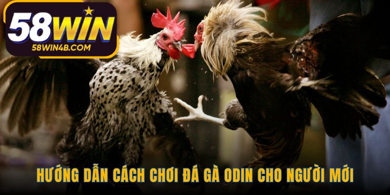 Hướng dẫn tham gia sảnh ODIN qua 4 bước đơn giản
