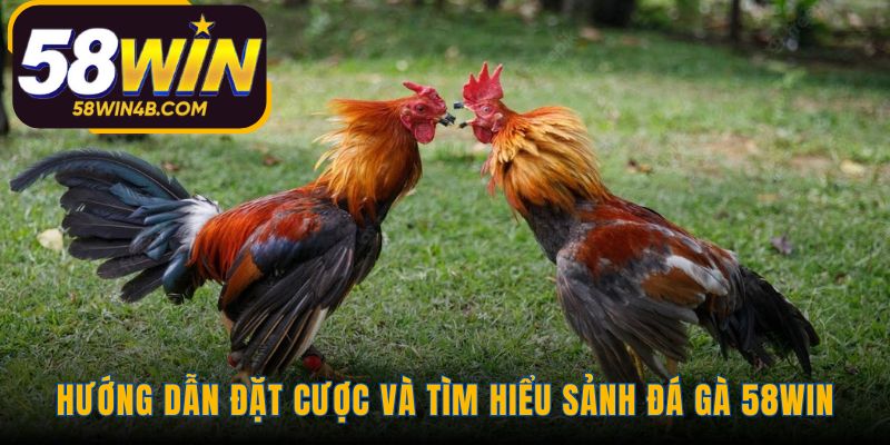 Hướng dẫn giải thích các kèo cược và hình thức đá gà 58WIN