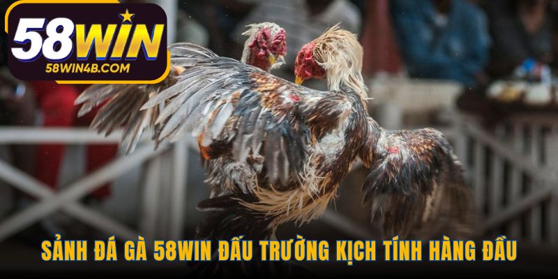 Sảnh game đá gà 58WIN tái hiện chân thực sới gà Campuchia