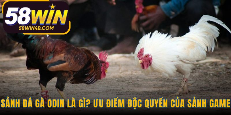 Sảnh đá gà ODIN nổi bật với công nghệ livestream Full HD