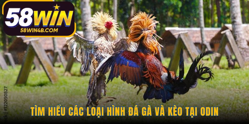 Nơi hội tụ đá gà Thomo chuyên nghiệp và cựa sắt đỉnh cao