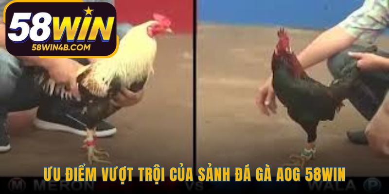 Sảnh AOG vượt trội với livestream HD và trả thưởng tự động